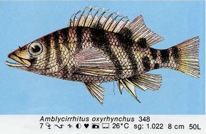 Amblycirrhitus oxyrhynchus